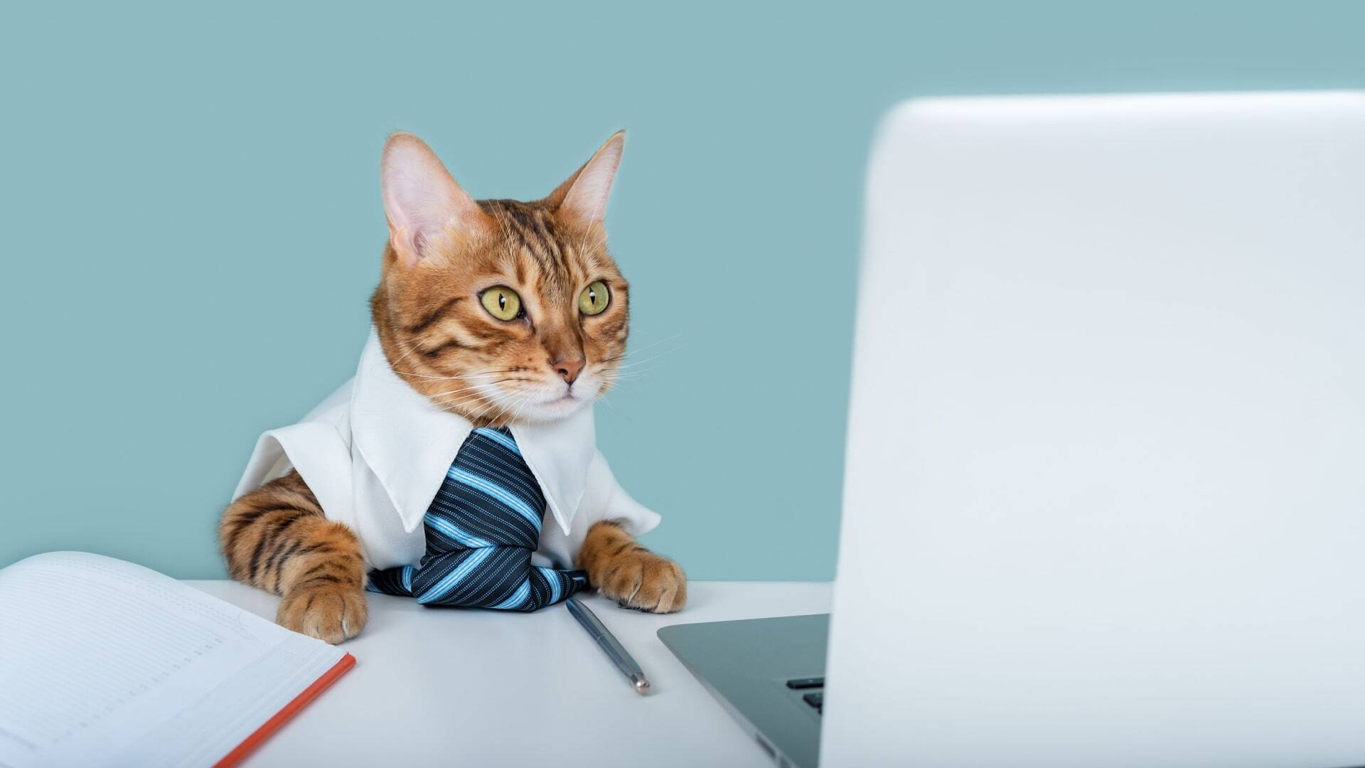 cat in a blue tie near a laptop