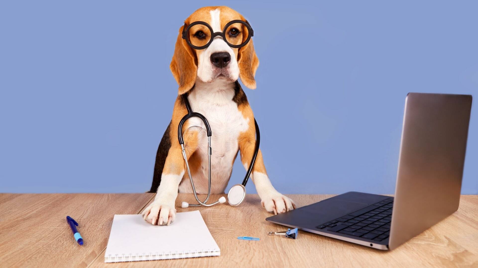 A beagle wearing glasses and a stethoscope sitting at a desk with a notebook, pen, and laptop, representing a creative concept for veterinary marketing.